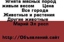 Ягнята мясных пород живым весом.  › Цена ­ 125 - Все города Животные и растения » Другие животные   . Марий Эл респ.